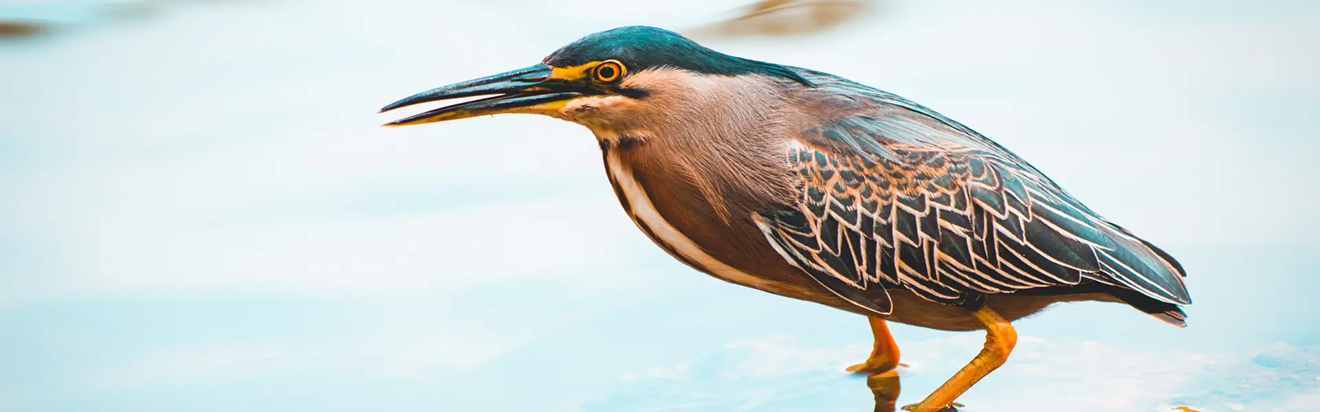 Ecoparque Lago de las Garzas